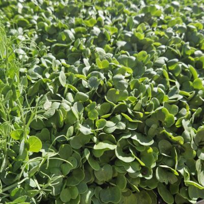 Kale / Turnip 200gr Bag