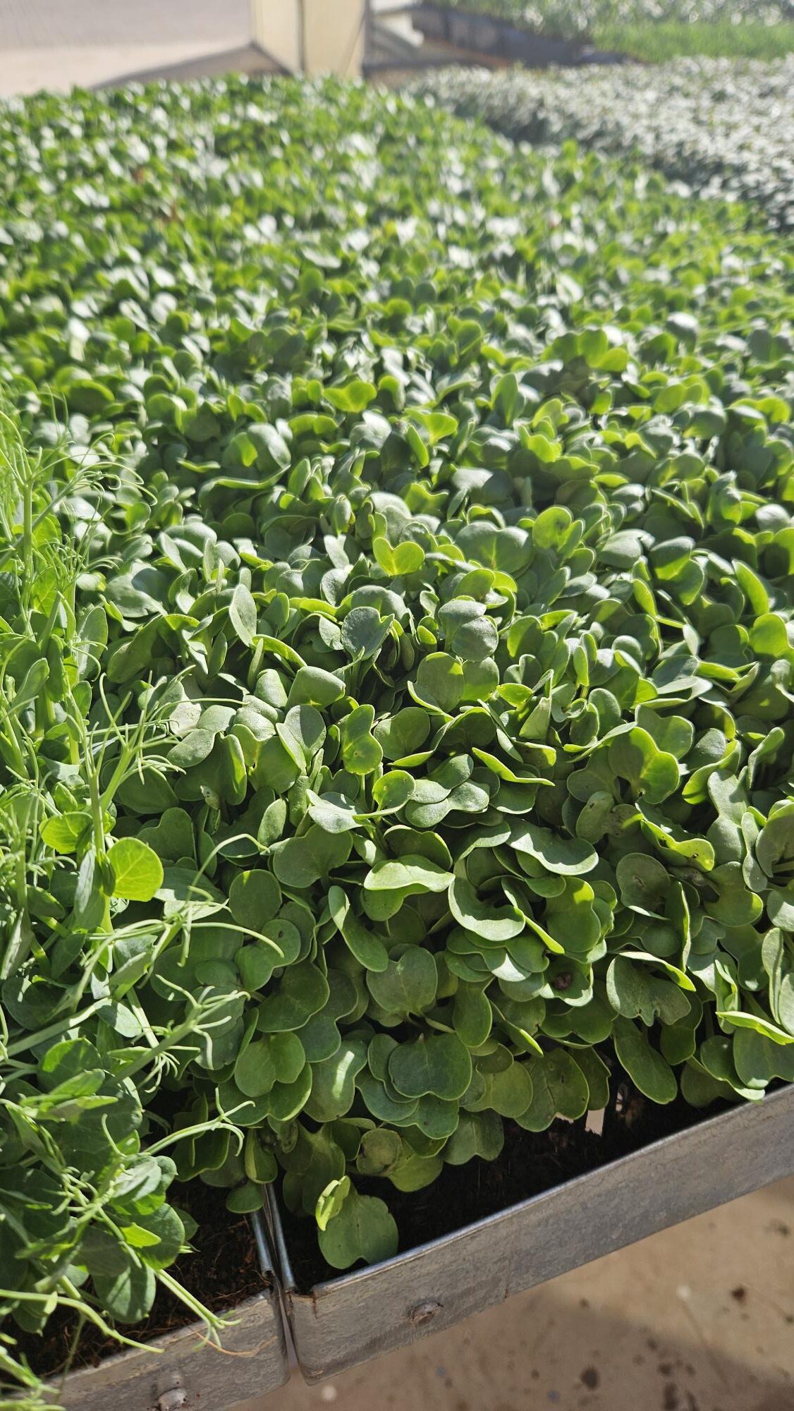 Kale / Turnip 200gr Bag