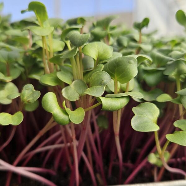 Radish Pink 200gr Bag