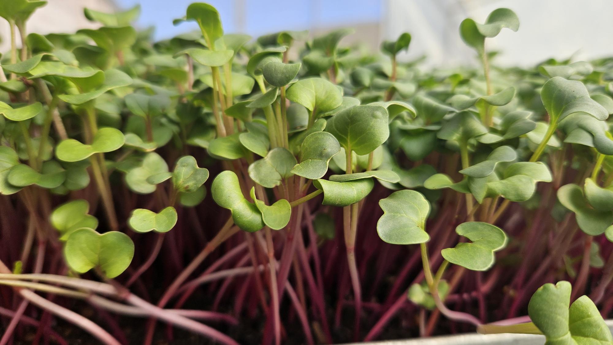 Radish Pink 200gr Bag