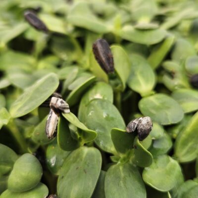 100gr Dried Microgreens (+-3months)