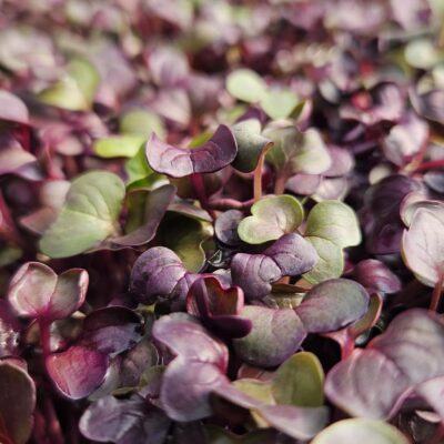 Radish Purple 200gr Bag