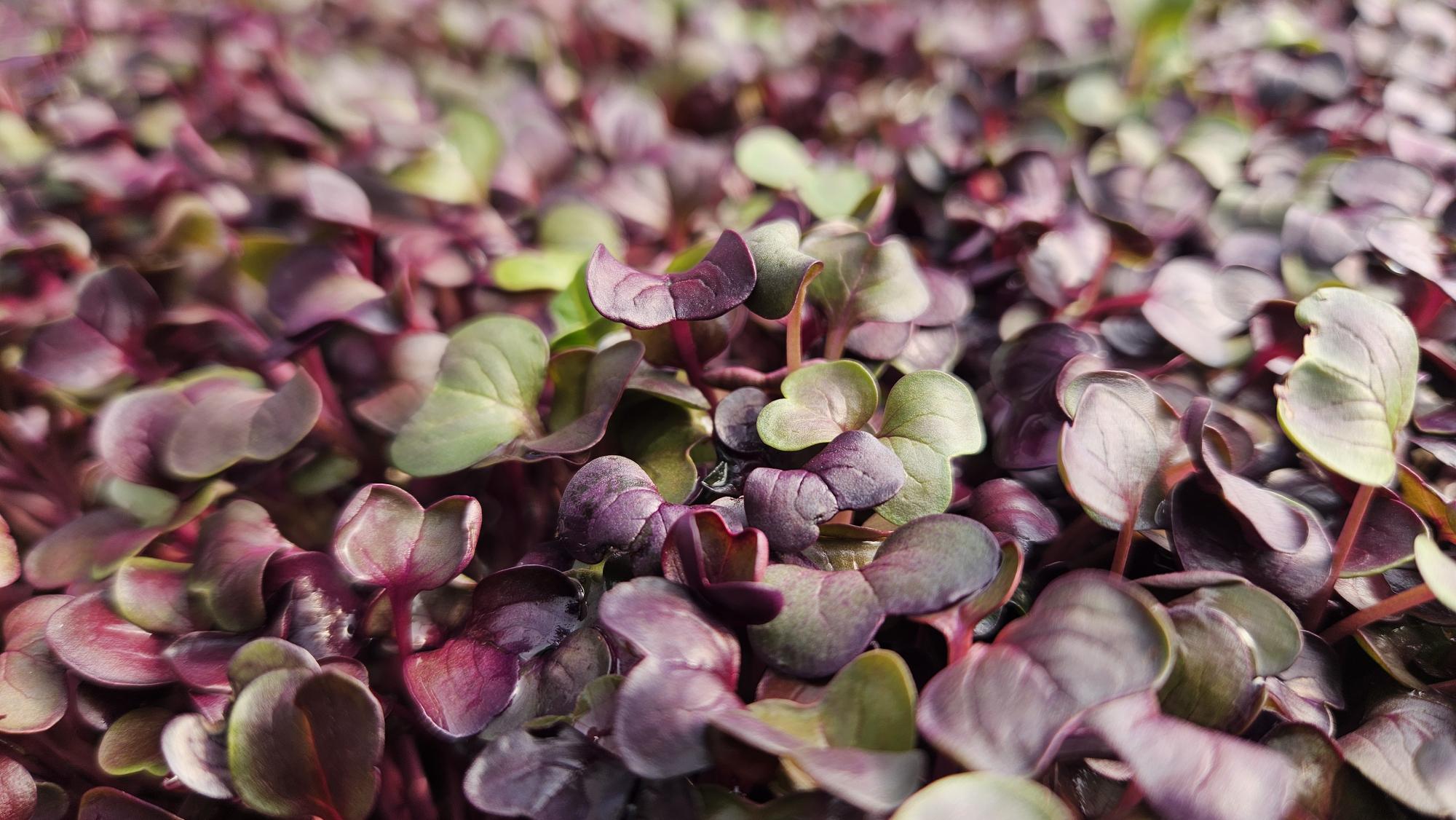 Radish Purple 200gr Bag