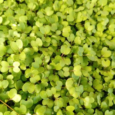 Green Mustard 200gr Bag