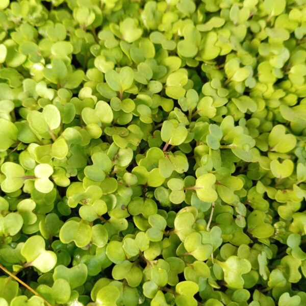 Green Mustard 200gr Bag